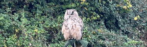 Owl on a perch