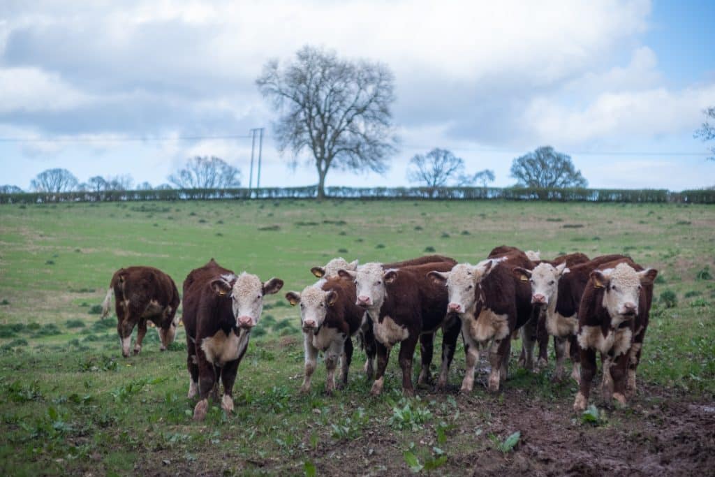 Cows in a field