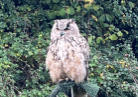 Owl on a perch