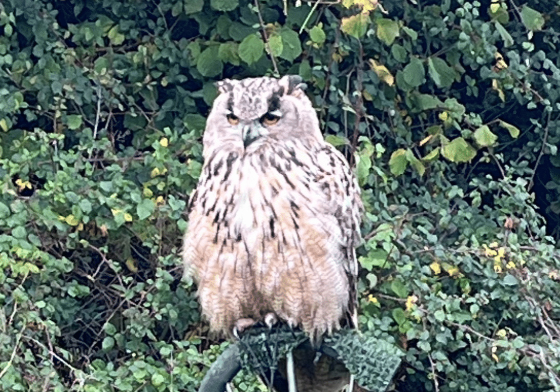 Owl on a perch