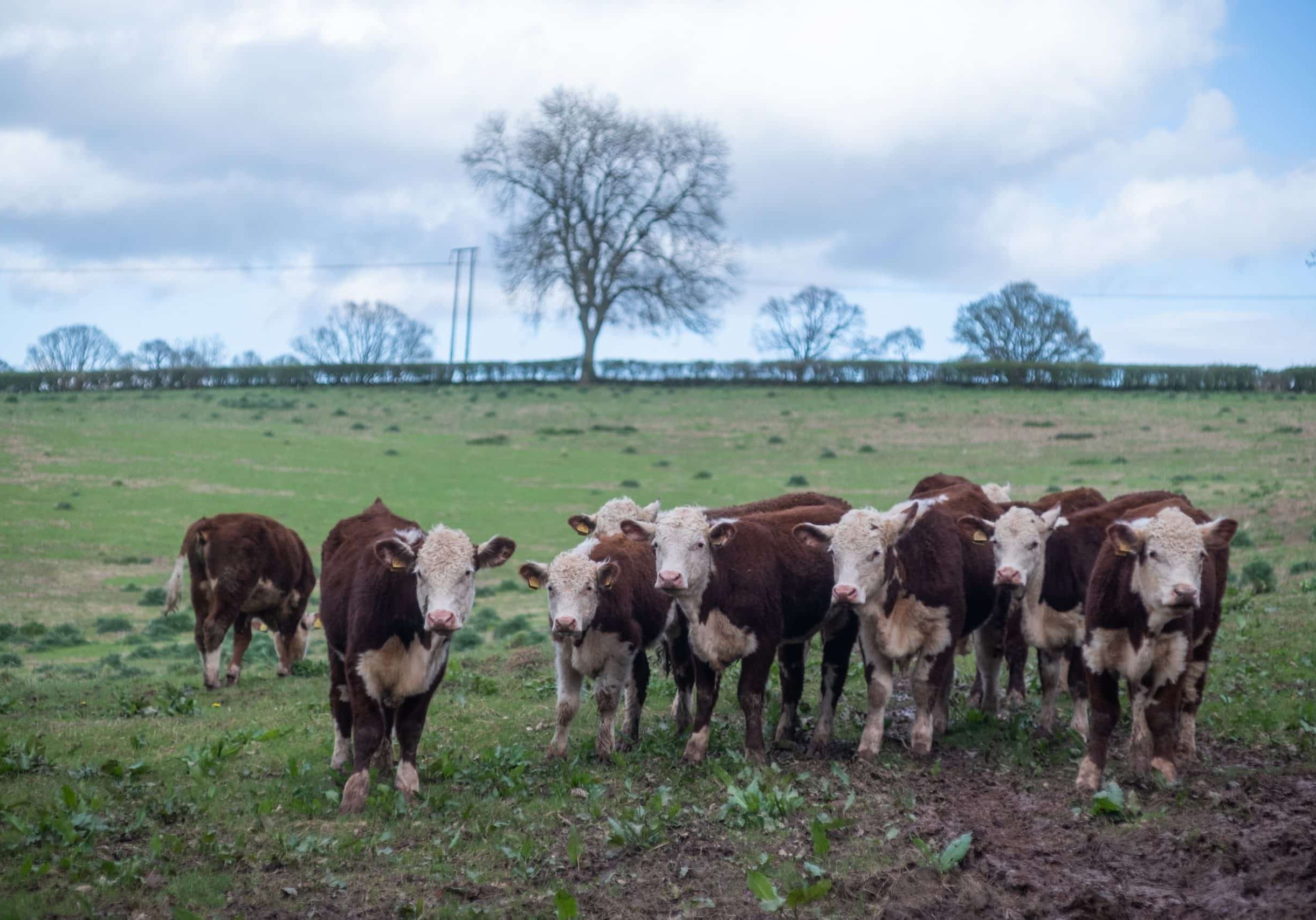 Cows in a field